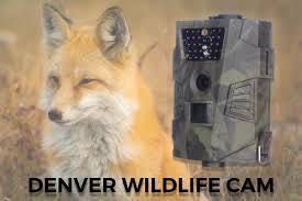 Ловна камера за диви животни - Denver WCT 5001 , 5 mega pixel sensor