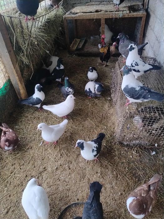 Vând porumbei gainari