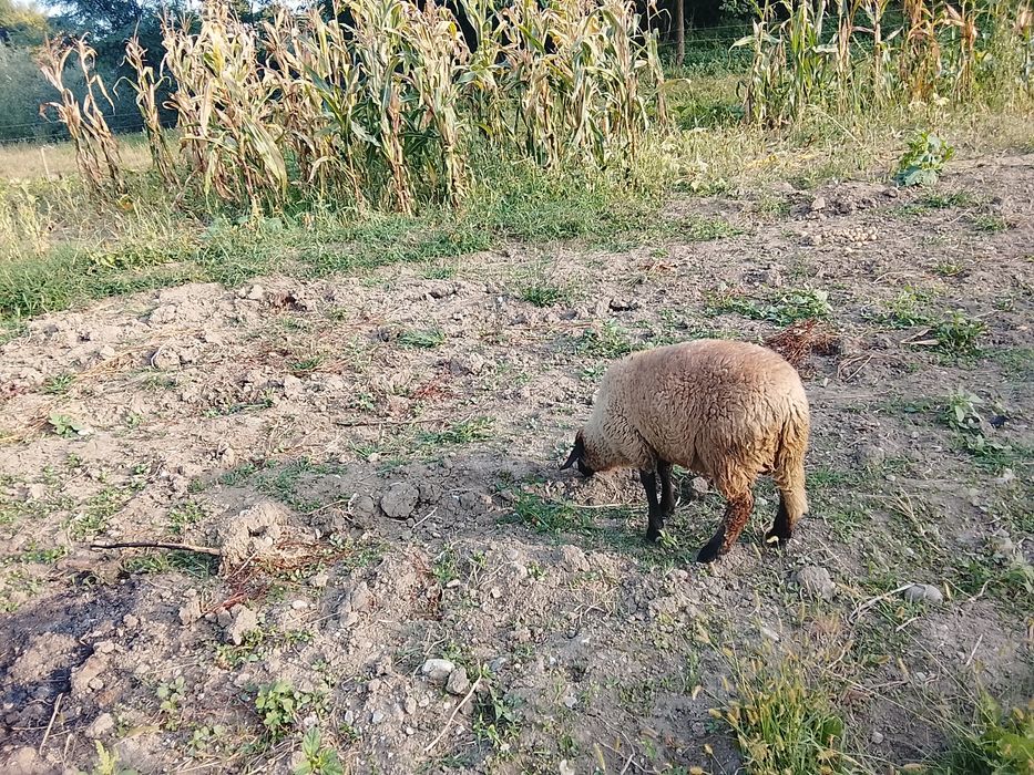 o oaie și un berbeac