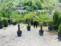 Plante ornamentale care vor adăuga culoare și farmec