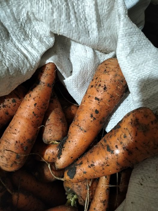 Продам морковь домашния!