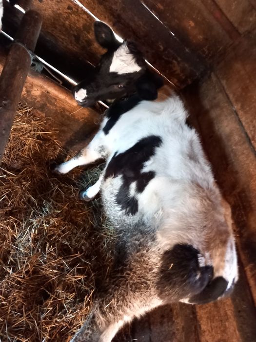 Vând vițeauă de 6 luni