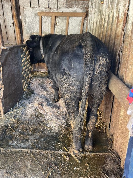 Vând tăuraș de 7 luni foarte frumos de crescut sau sacrificat