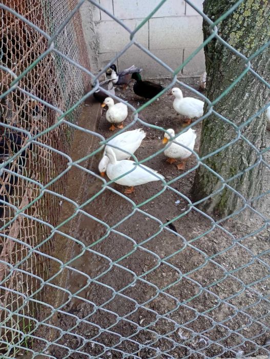 Rațe pitic olandeza