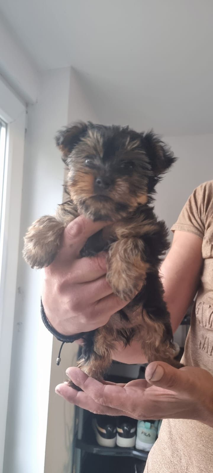 Yorkshire terrier