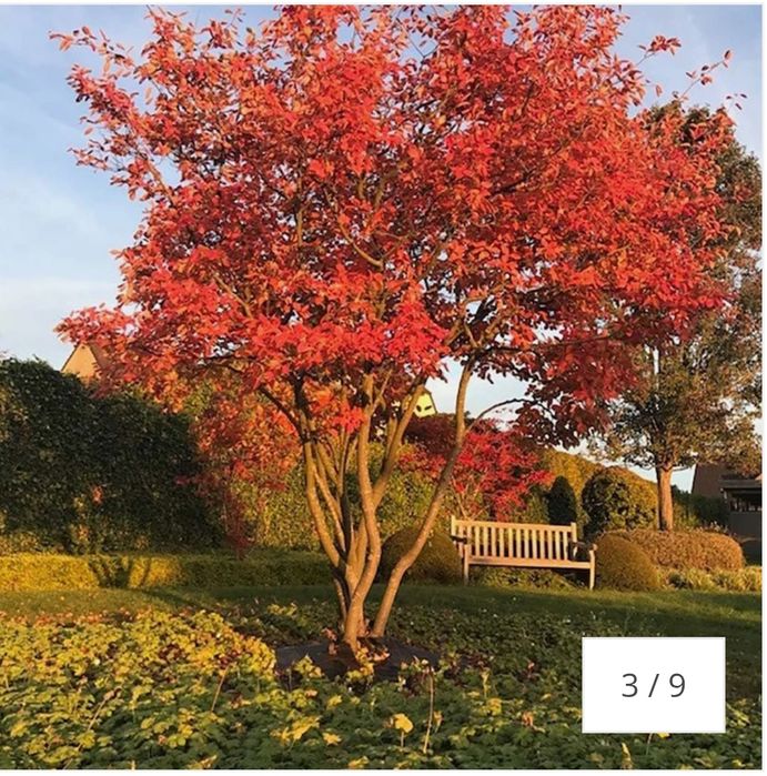 Arborele de stafide amelanchier