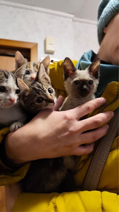 Котята 2 месяца мальчики и девочки