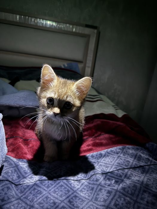 Scotish strite toza zotli mushuk