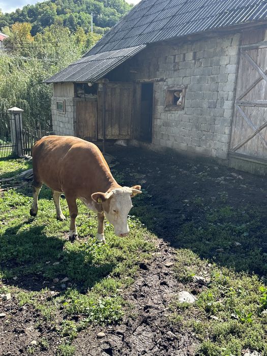 Vand vaci in Valeni, Maramures