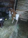 Vând vital balțat romanesc de o lună de zile