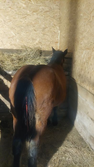 Vând manza de șase luni