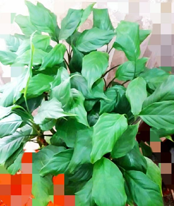 Цветок Аглаонема