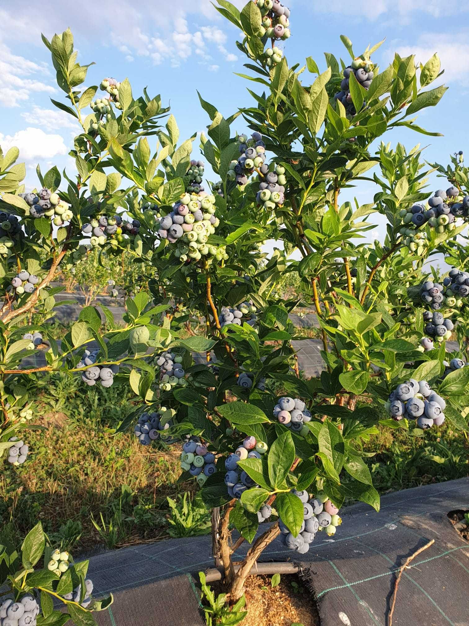 Vand ferma horticola, livada de afin 8ha, functionala, complet utilata