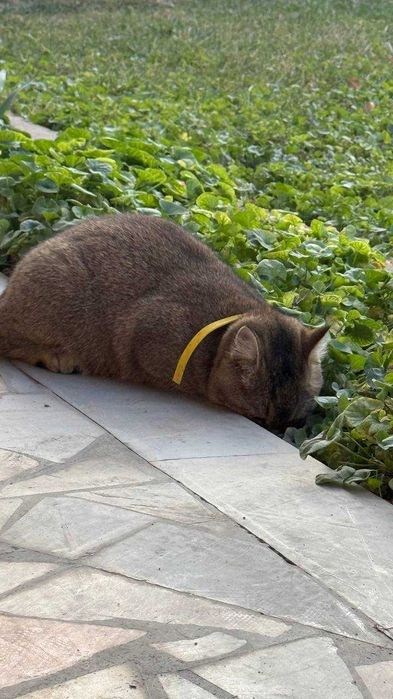 Британская короткошерстная кошка (девочка), 6,5 месяцев