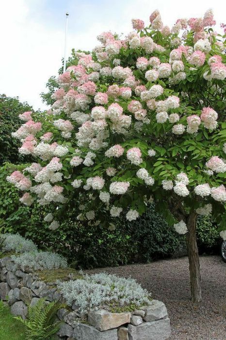 Hortensi de Tip Pomisor (10 Culori Disponibile )