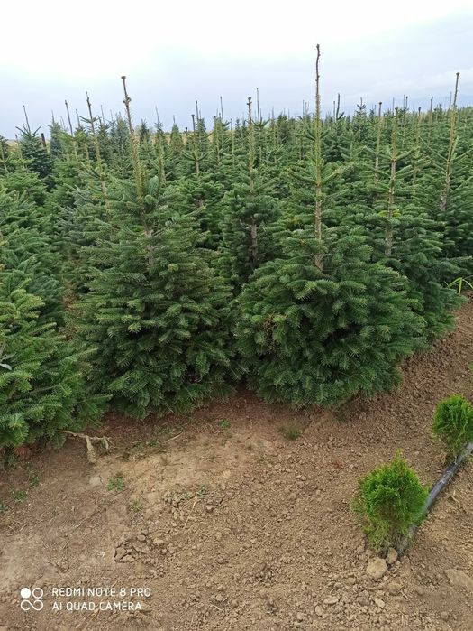 Brazi arginti și verzi