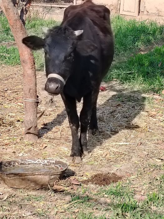 Сигир сотилади. Согиладиган