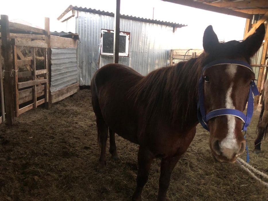 Продам жирную бие