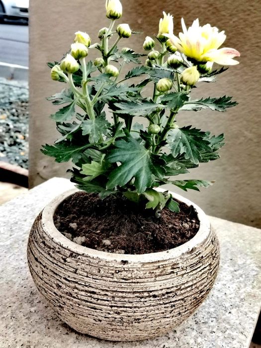 Ghiveci ornamental ceramic/beton model deosebit ! Foarte ieftin !