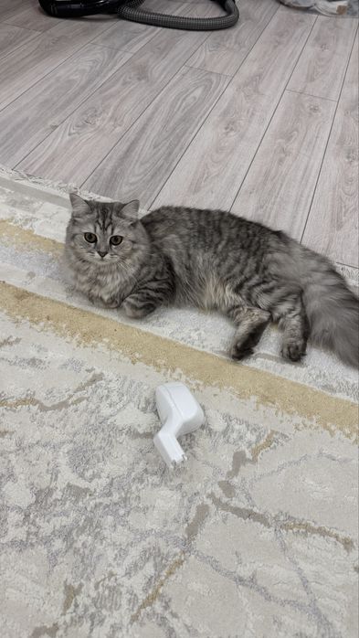 Продаю кошку  пушыстая