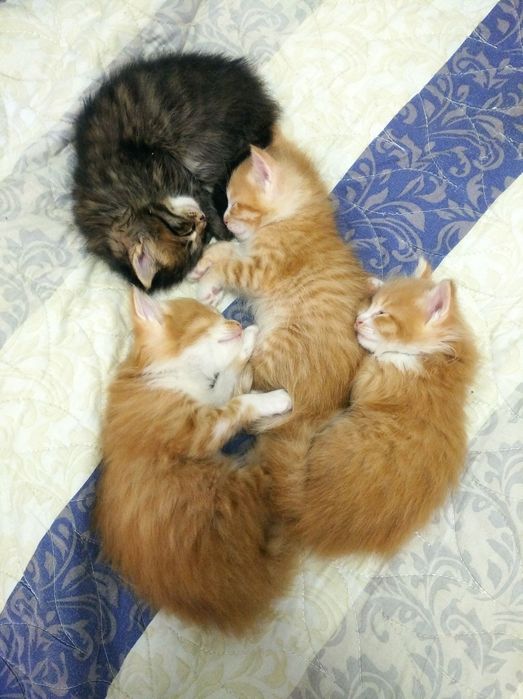 2-х месячные кошки