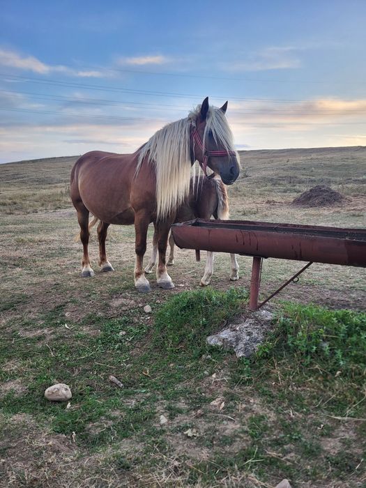 iapa cu mânz de vanzare