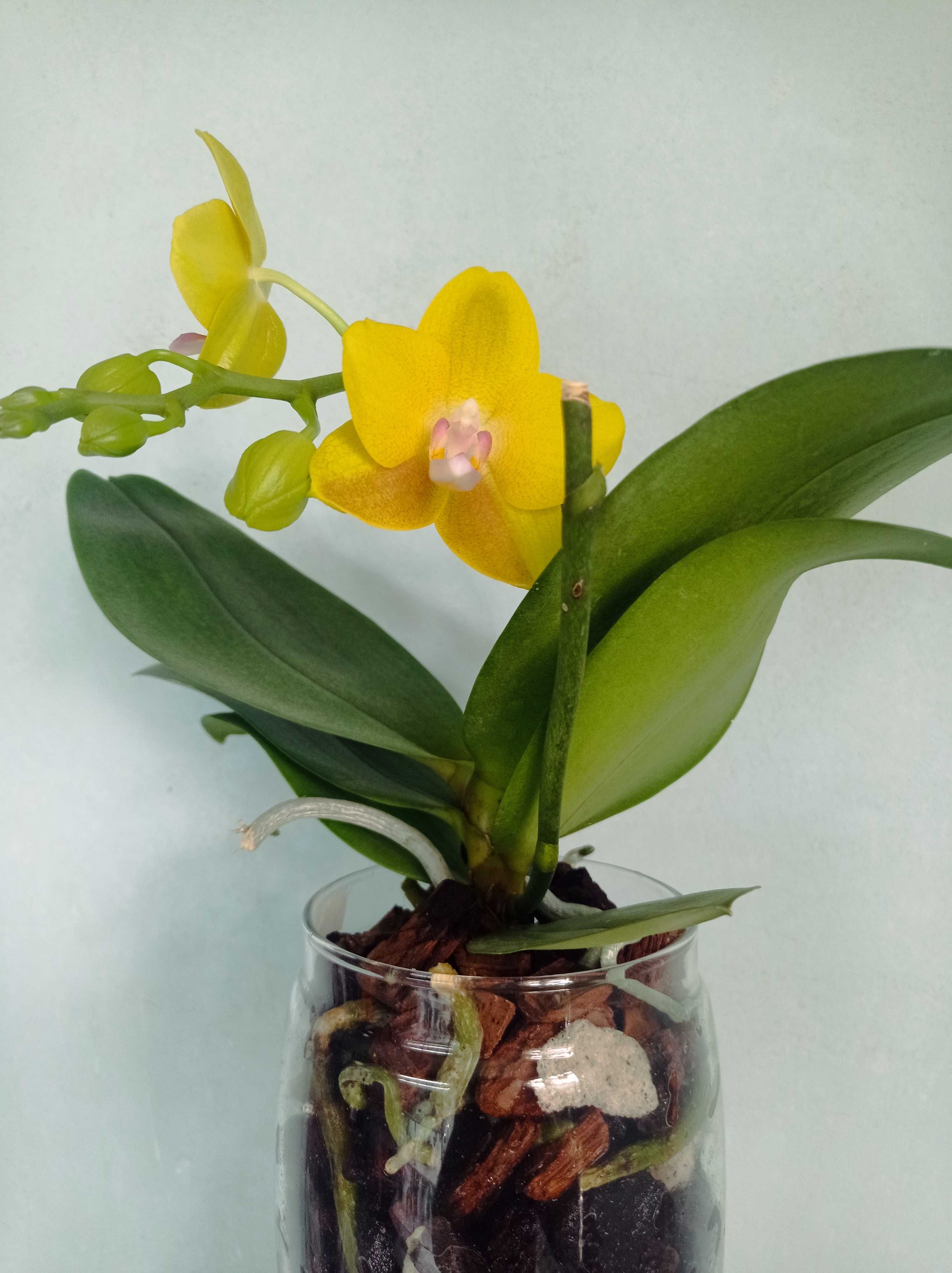 Орхидея в дом.цветении