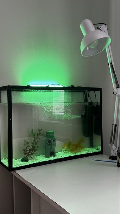 Рыбки и аквариум