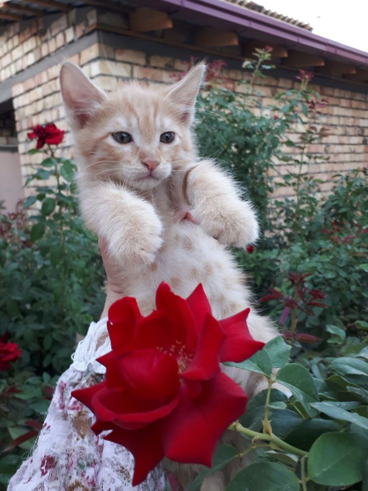 Котята ждут своего человека!