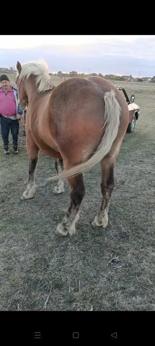Mânză de 2 ani  vând sau schimb cu juninci