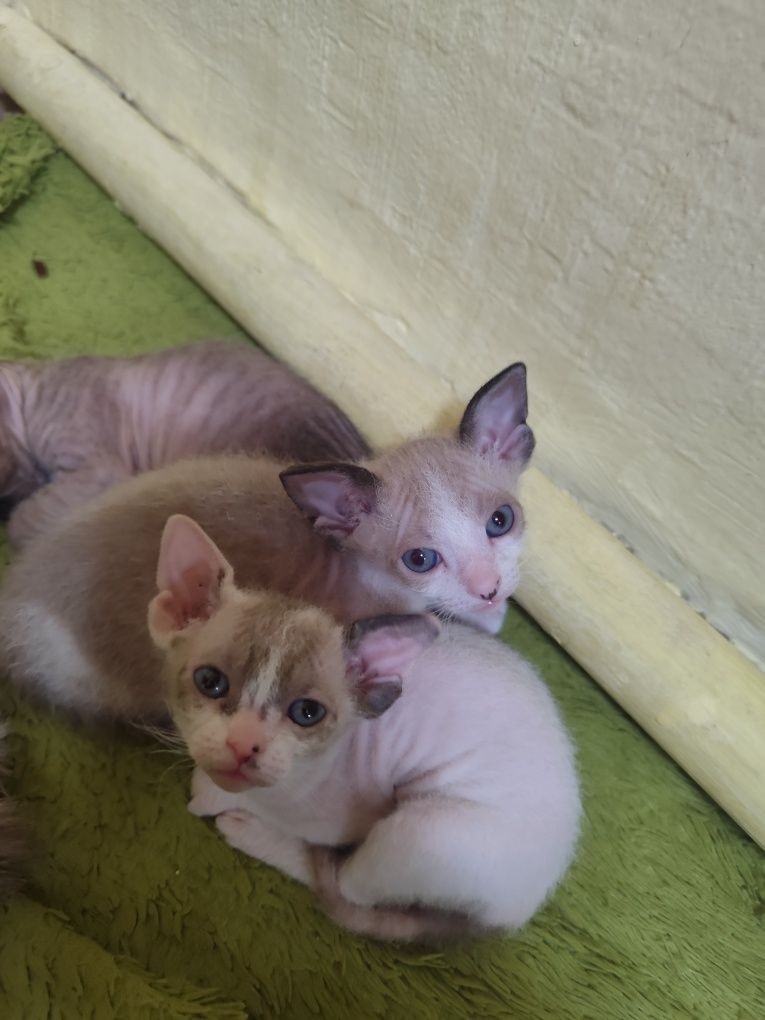 Котята сфинксы прдам