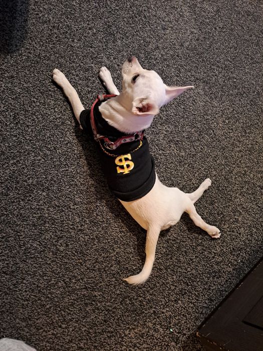 Чихопинчер цена 300лв