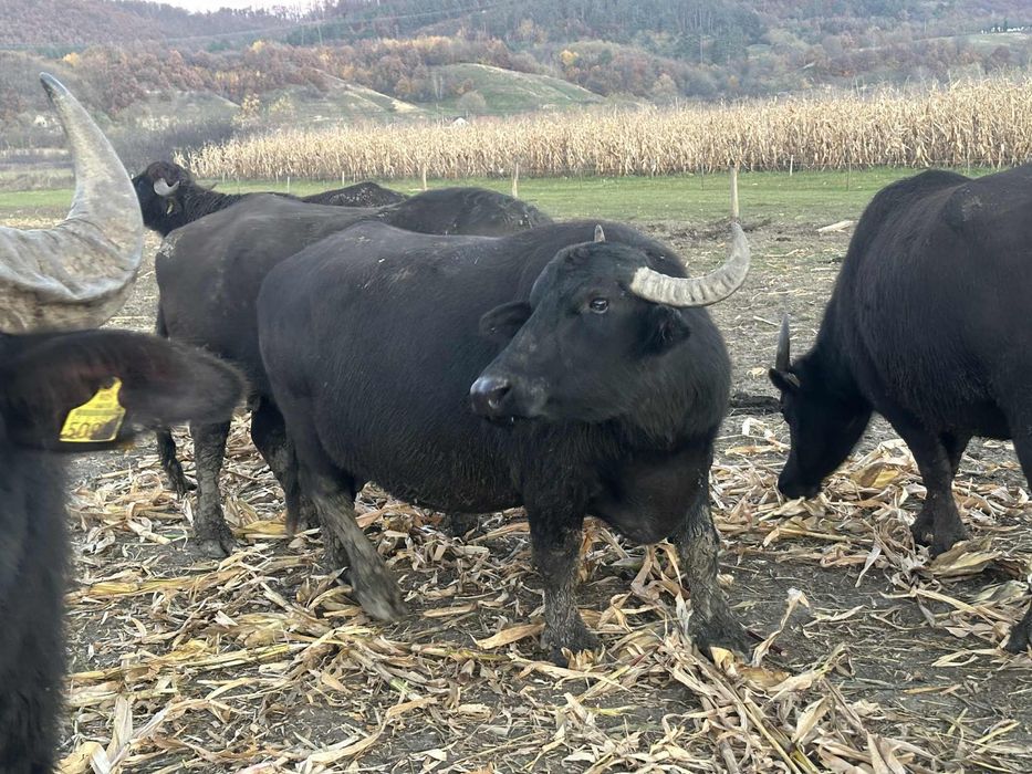 Vand Bivolite Gestante si vitei