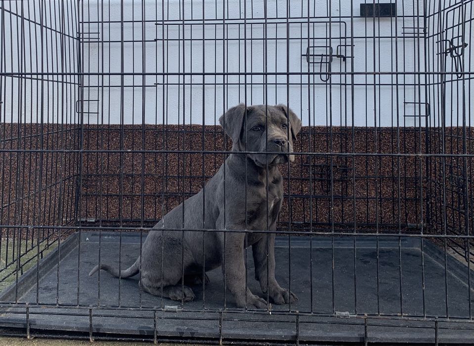 Femela cane corso