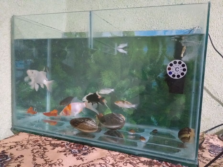Baliqchalar va Akvarium umumiy sotiladi 20 ga  yaqin aloxidaham