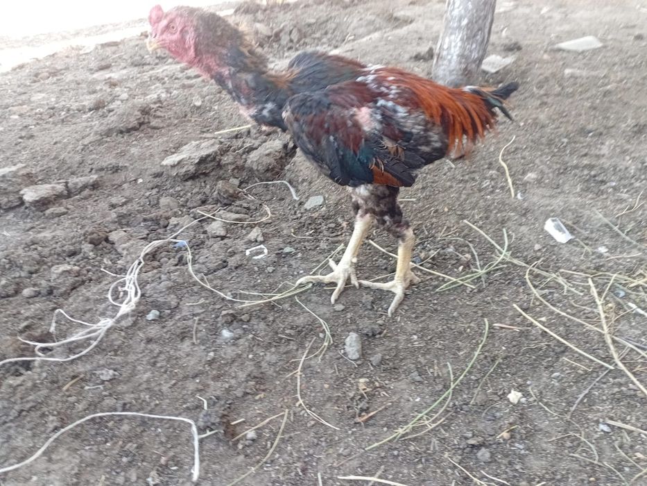 Обмен  петуха дакан