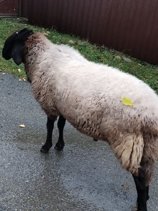 Vând Berbec Cărăbaș sârbesc