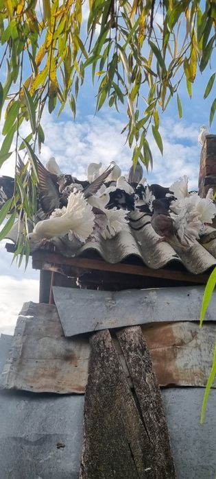 Vând porumbei rotati