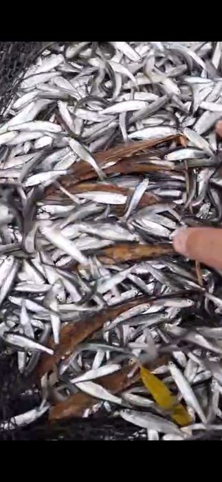 Peste caras biban oblete pt polulat