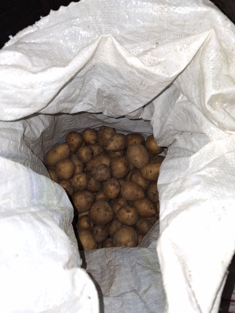 Продам картошку домашнюю.