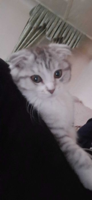 Скотиш фолд продаются