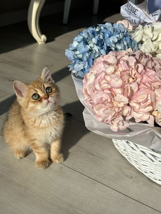 Короткошёрстная Британка