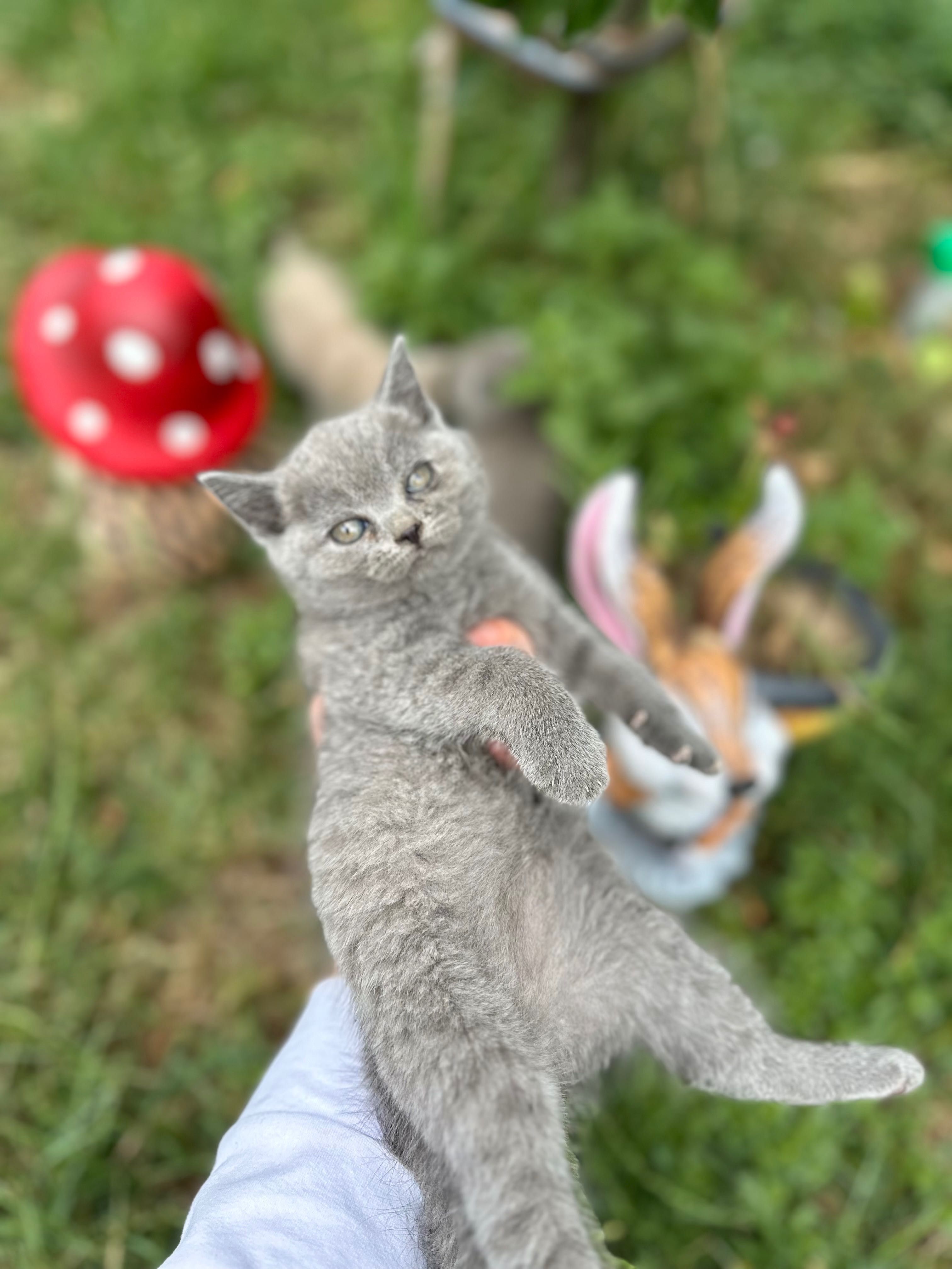 Шотландска клепоуха