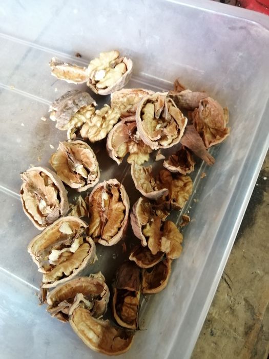 Vând 15 kg nuca în coaja