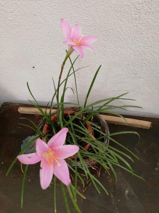 Curățenie la domiciliu