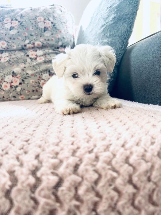 Bichon maltez talie mica