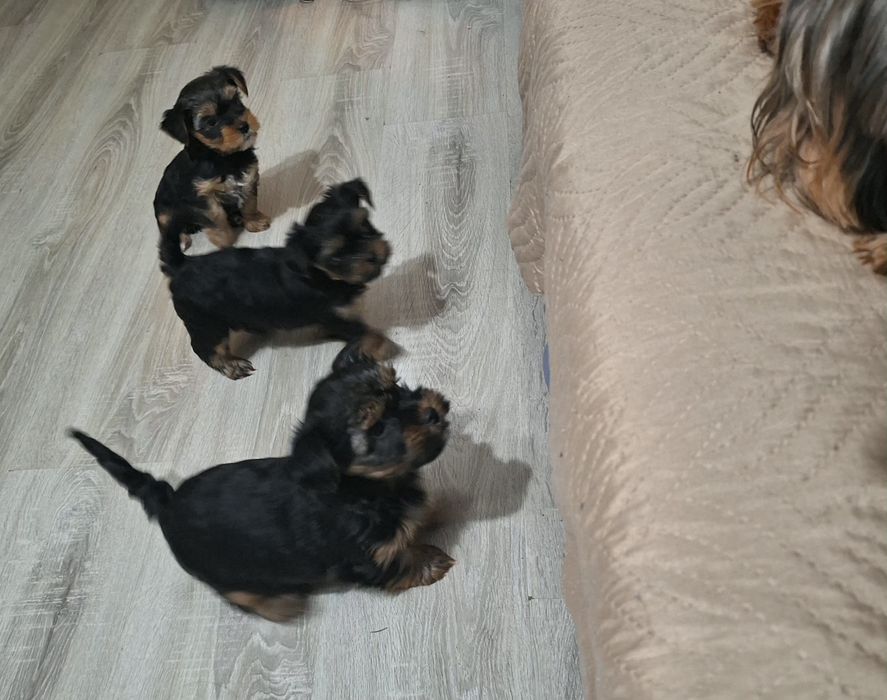 Йоркширски териер-стандартен размер