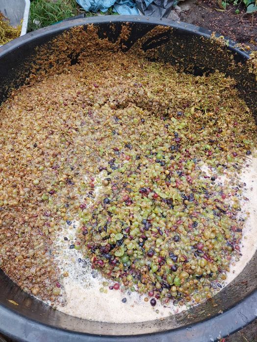 mustoasa de maderat Struguri pentru vin și tuica