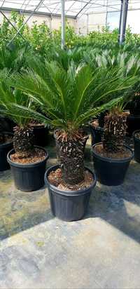 Vand palmieri, Cycas, trachycarpus fortunei,chamaerops humilis.