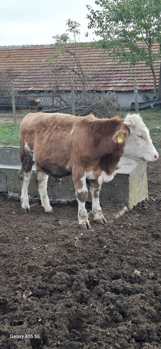 Продават се 15 броя от 300 кг до 600кг мъжки телета